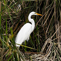 a snowy egret stands along the water at the Las Vegas Wash