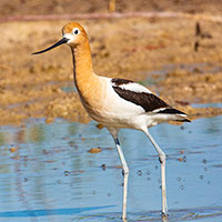 American Avocet at the Las Vegas Wash