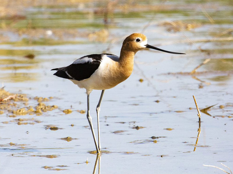 Avocet bird in water