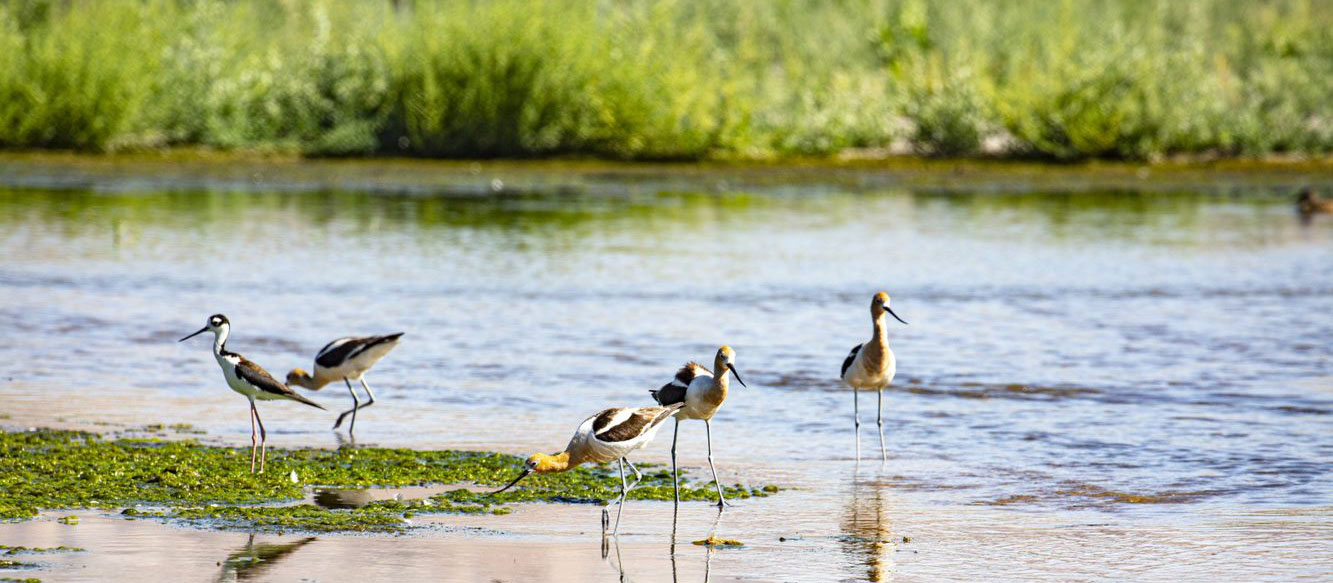 Avocet group in water