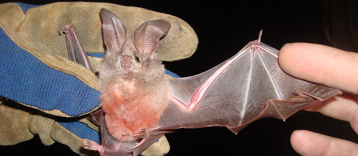 A bat at the Las Vegas Wash being held by a biologist to gauge its wing span