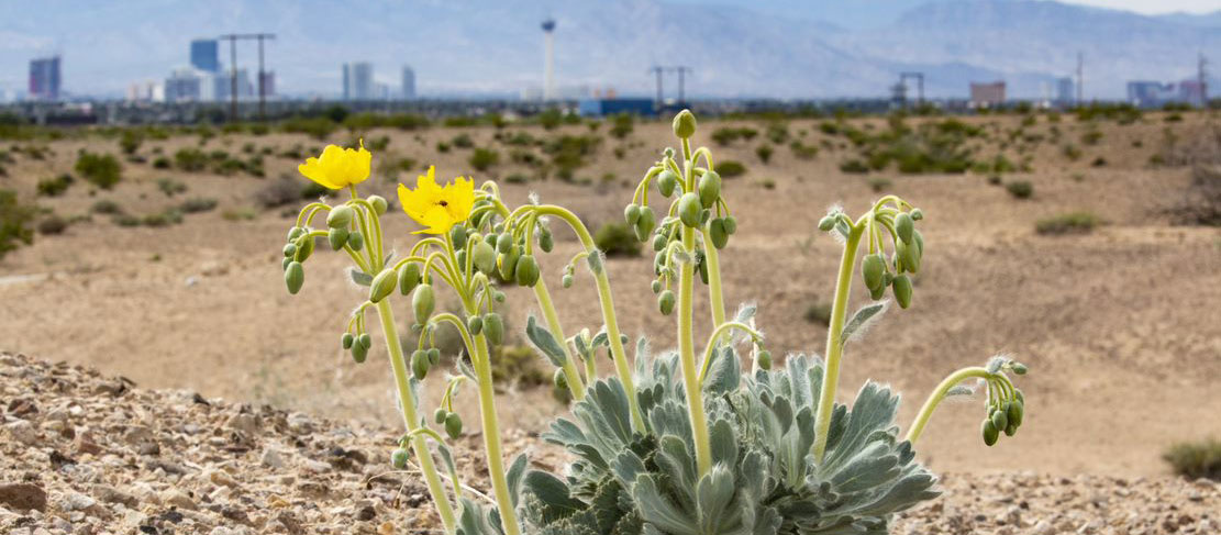 Bearpoppy plant