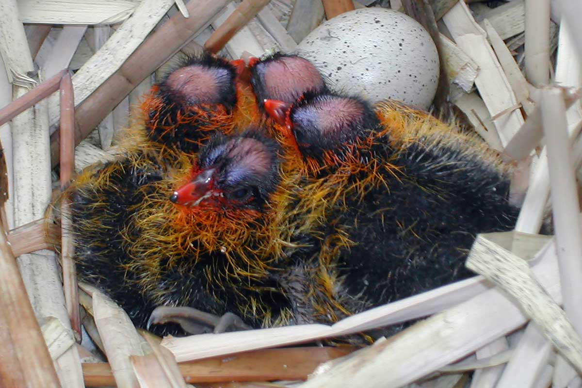 Coot chicks and eggs in nest
