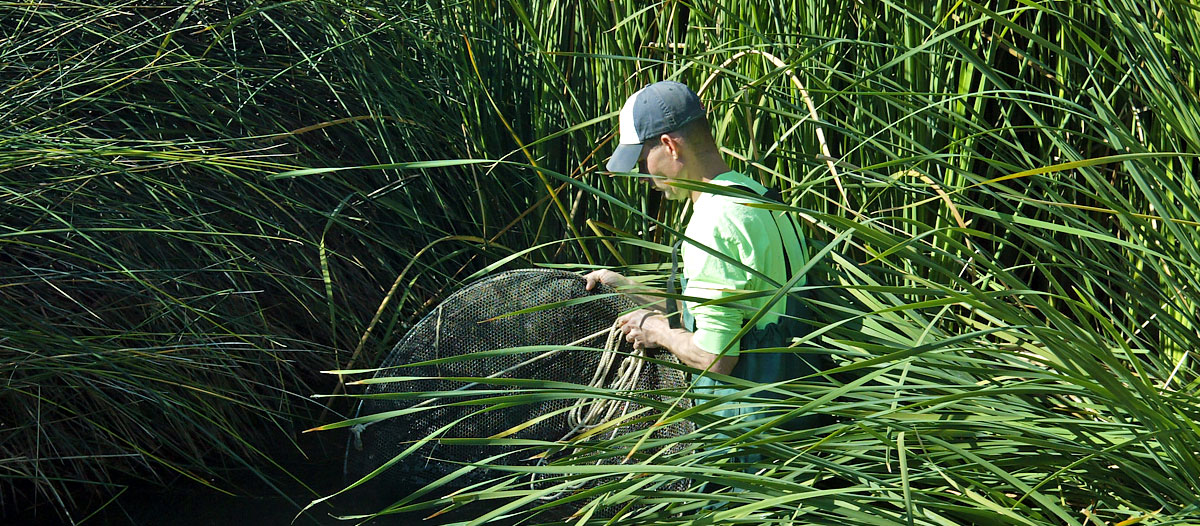 A man holding a fish trap during a bioassessment at the Las Vegas Wash
