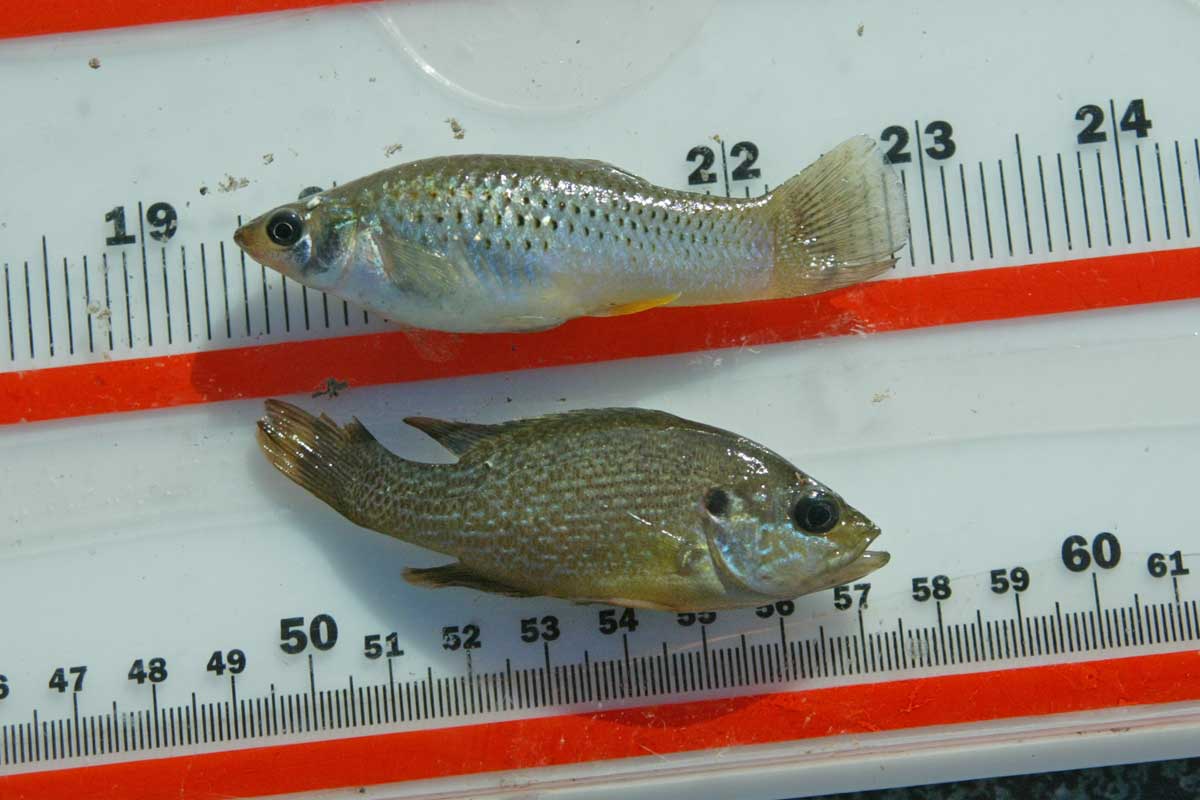 Mosquito fish and green sunfish