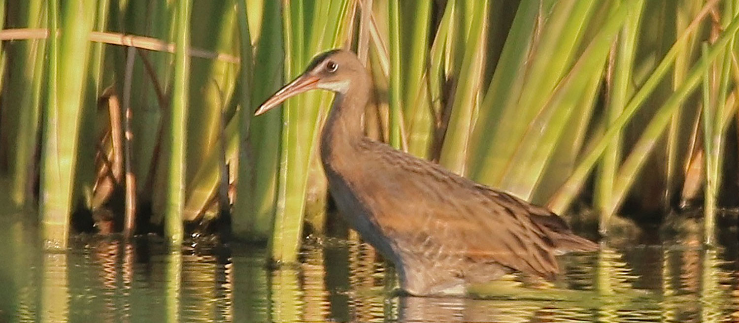 Yuma Ridgway’s rail