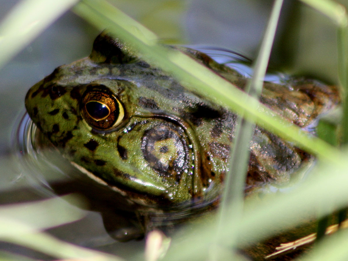 A bullfrog sitting in the water and cattails at the Las Vegas Wash