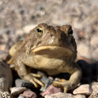 a bullfrog on the dirt at the Las Vegas Wash