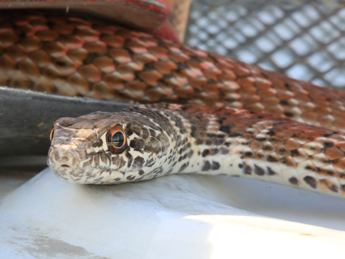 Coachwhip snake