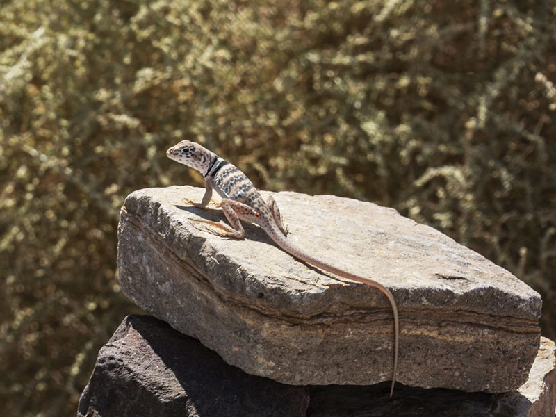 Collared lizard on rock