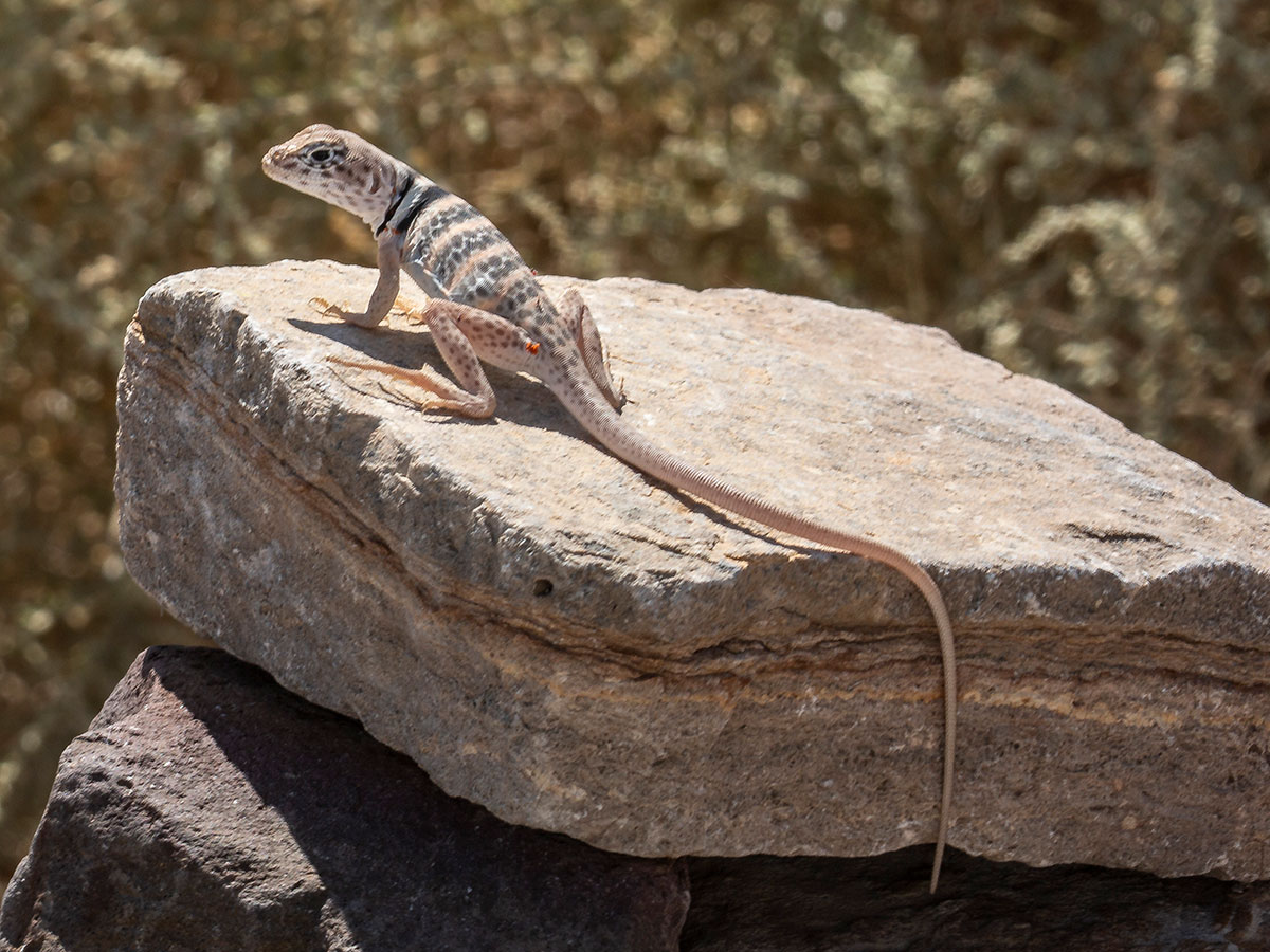 Collared lizard on rock