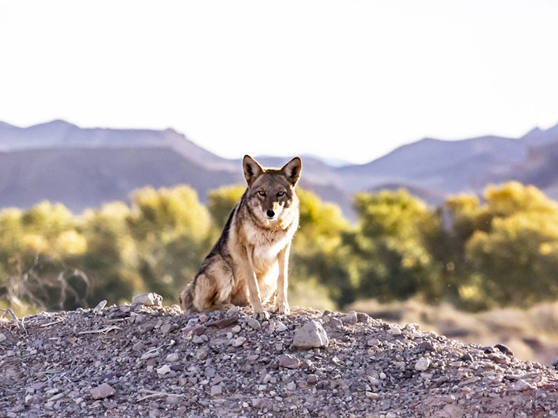 Coyote sitting on rock