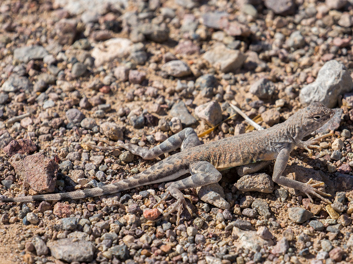 Desert iguana