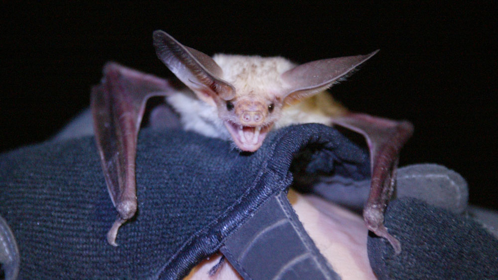 A bat at the Las Vegas Wash is held during annual bat surveys