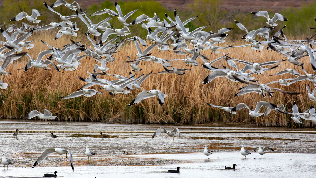 A large number of birds gather at a pond at the Henderson Bird Viewing Preserve