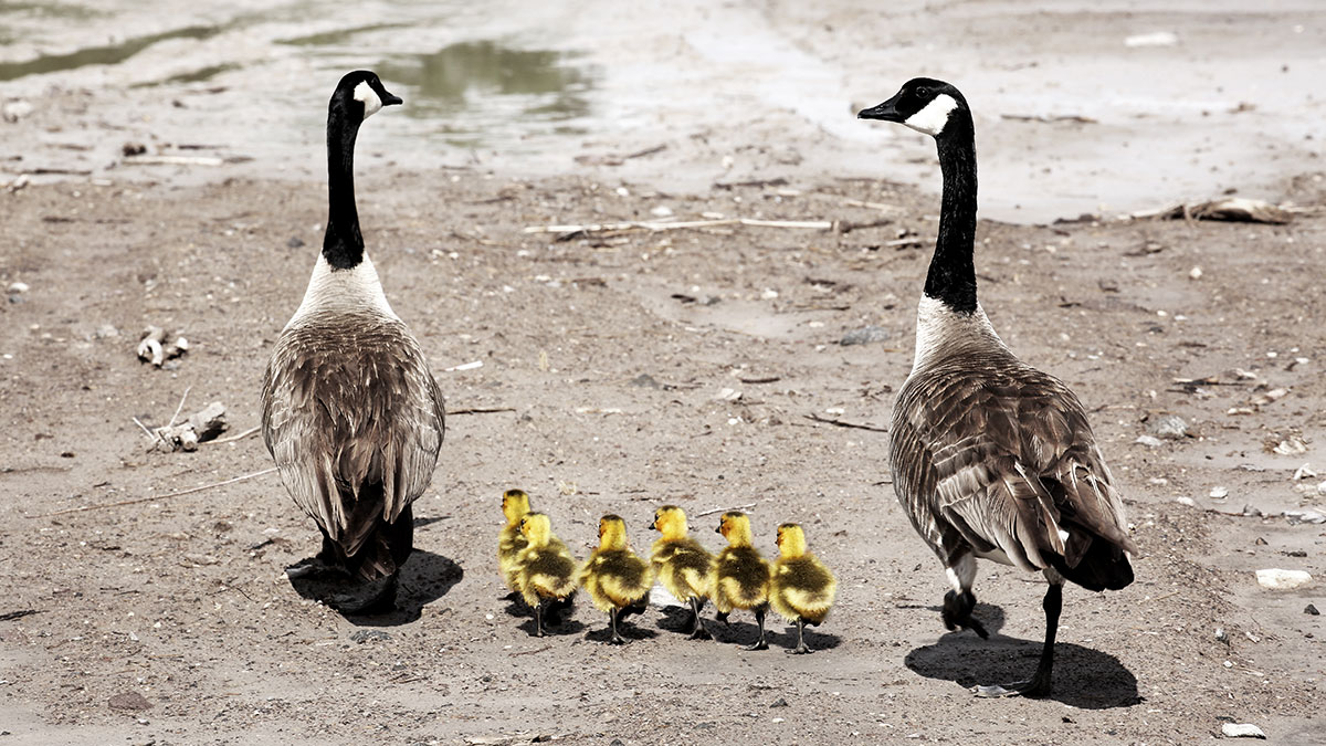 Two adult geese and two chicks walk along the shoreline at the Las Vegas Wash