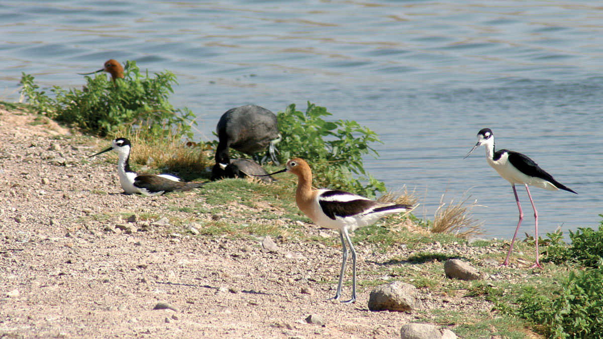 Birds stand along the shore line at the Henderson Bird Viewing Preserve