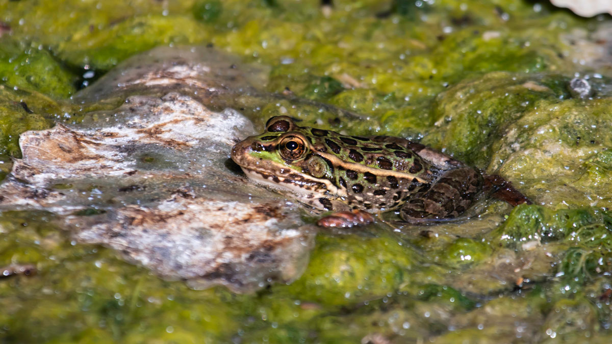 A relict leopard frog rests in a pond in Southern Nevada.