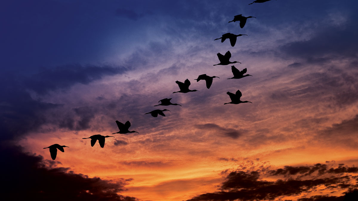 Birds flying through the sky at sunset