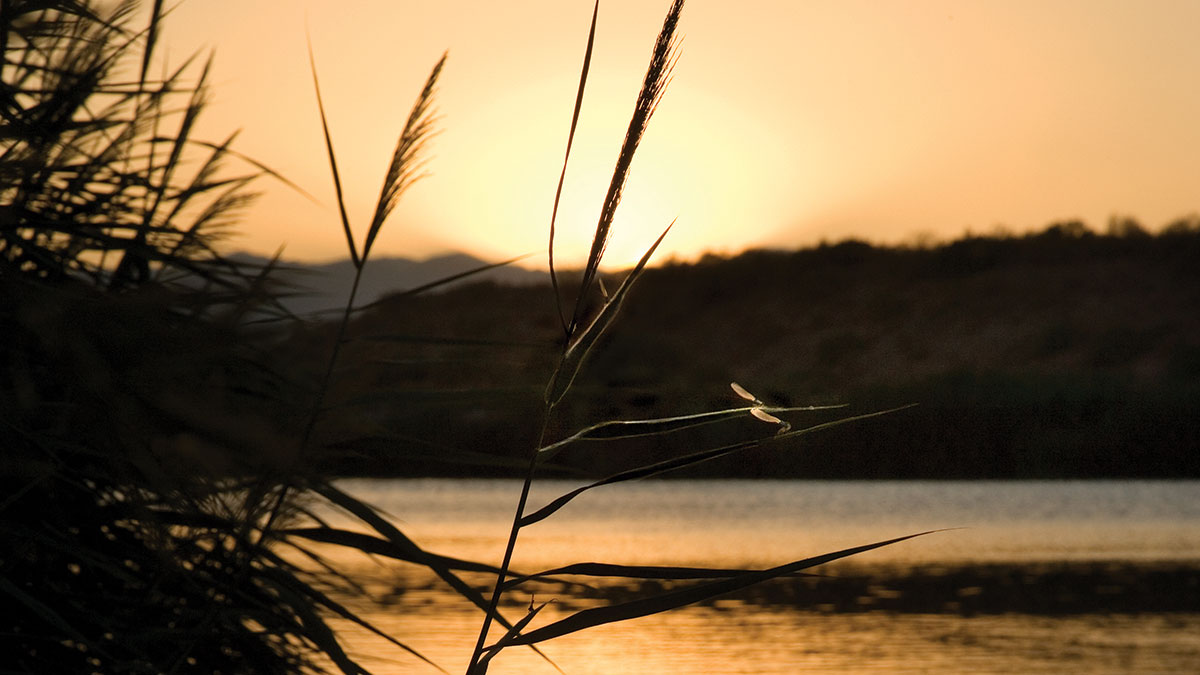 Reeds set in the foreground of wetlands at the Las Vegas Wash at sunset