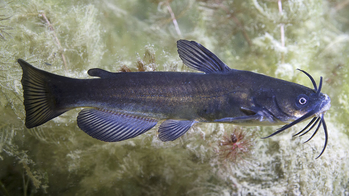 A black bullhead fish