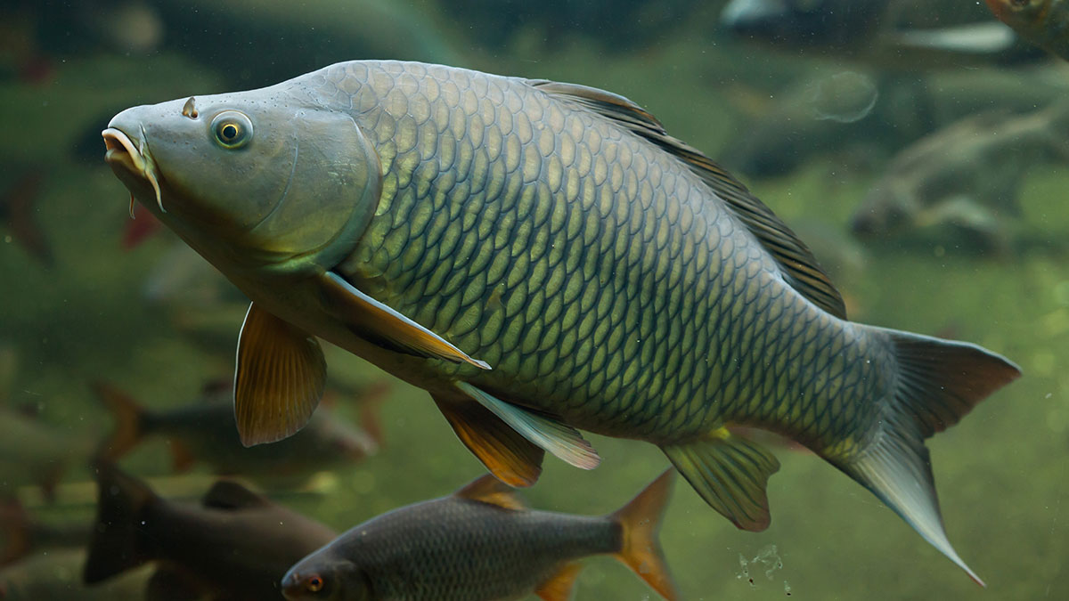 A common carp