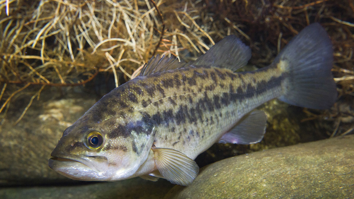 A largemouth bass