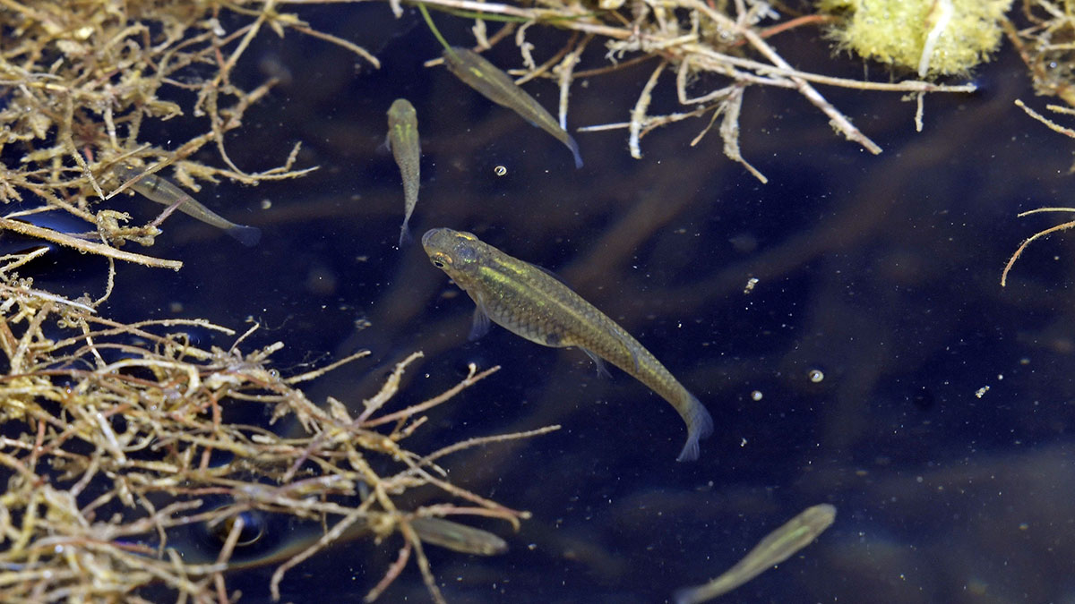 Looking down on some mosquitofish