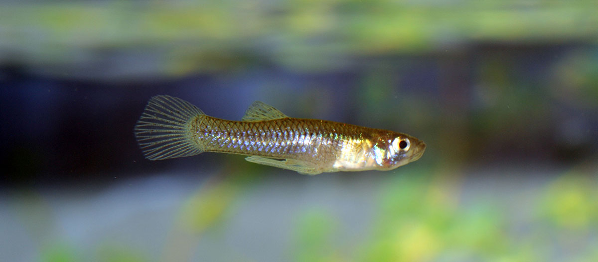 An up close photo of a mosquitofish