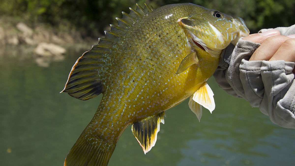 A green sunfish