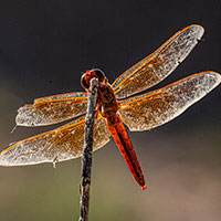 a flame skimmer dragonfly perches at the Las Vegas Wash