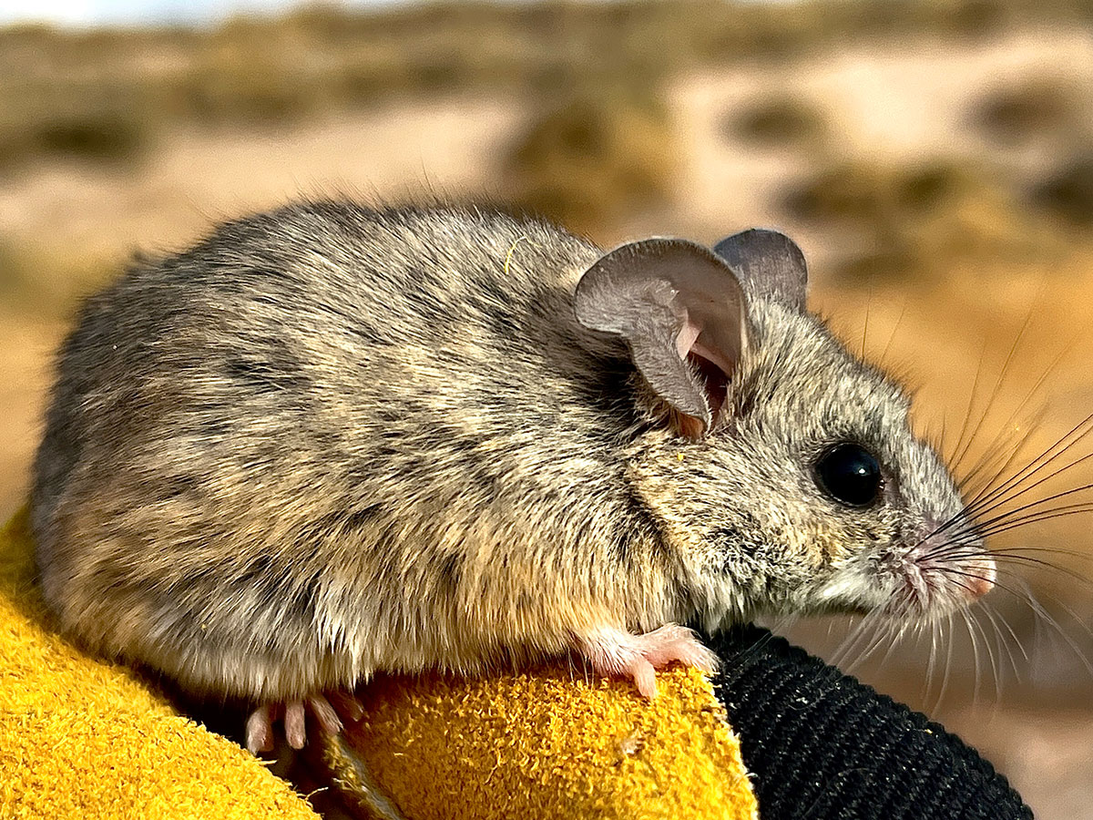 A cactus mouse is counted at the Las Vegas Wash during annual surveys
