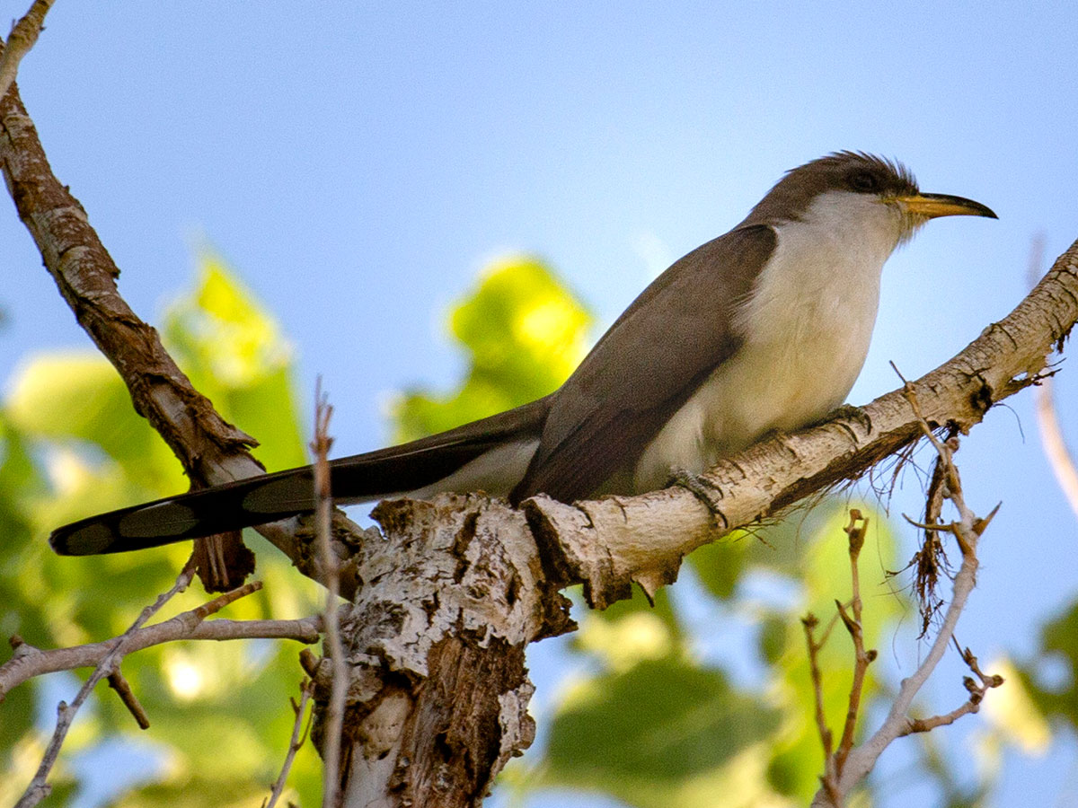 Close up of a yellow-billed cuckoo on a tree branch at the Las Vegas Wash