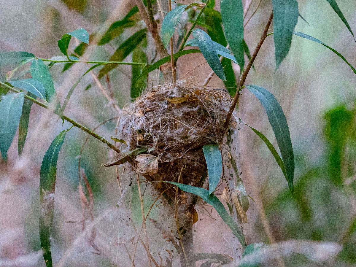 Close up of a Southwestern willow flycatcher nest at the Las Vegas Wash