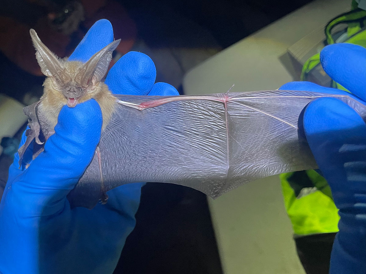 A biologist holds a bat with wing stretched for examination prior to white nose syndrome testing