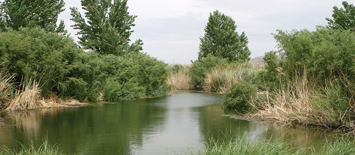 a photo of saltcedar at the Wash