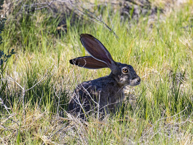 Black tailed jackrabbit in field