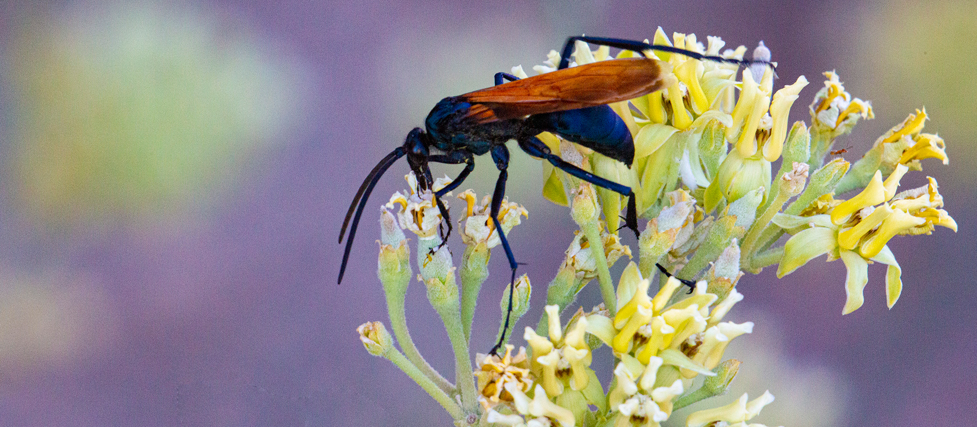 Tarantula hawk