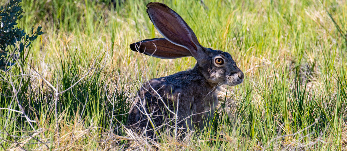 A black-tailed jackrabbit sits in the grass at the Las Vegas Wash