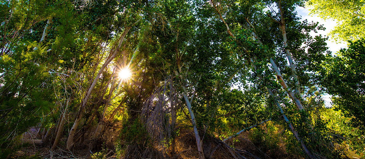 Riparian habitat along the shores of the Las Vegas Wash