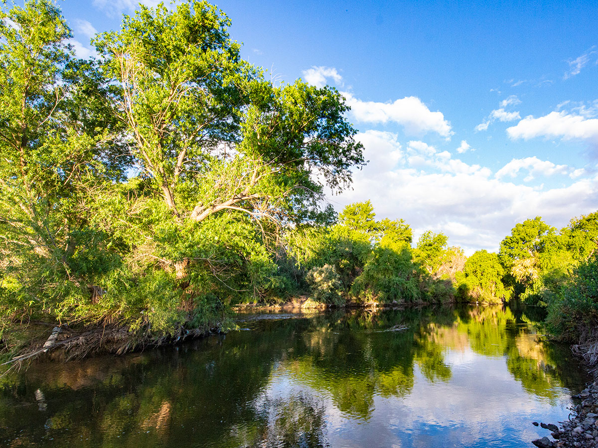 Riparian habitat at the Las Vegas Wash