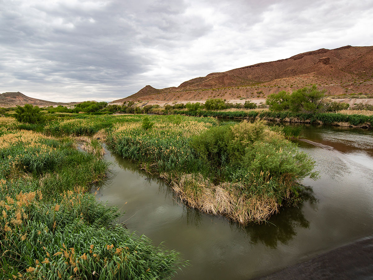 Wetlands at the Las Vegas Wash