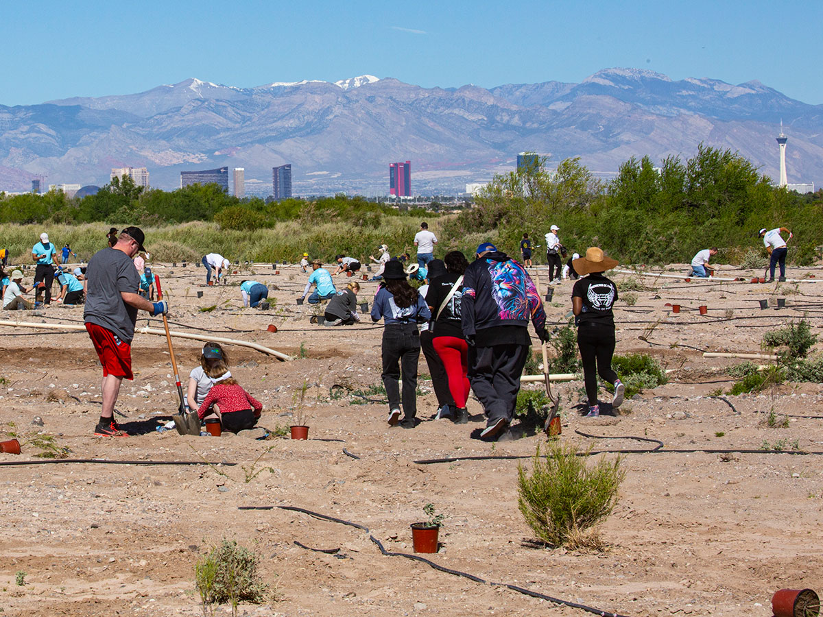A group of volunteers fans out across a planting site at the 2026 Wash Green-Up