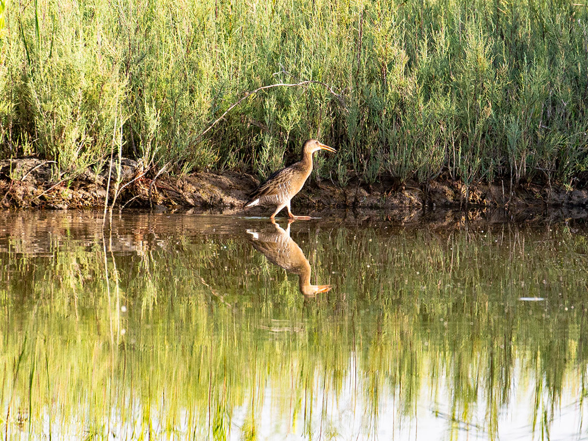 Yuma Ridgway's rail observed during 2026 surveys.