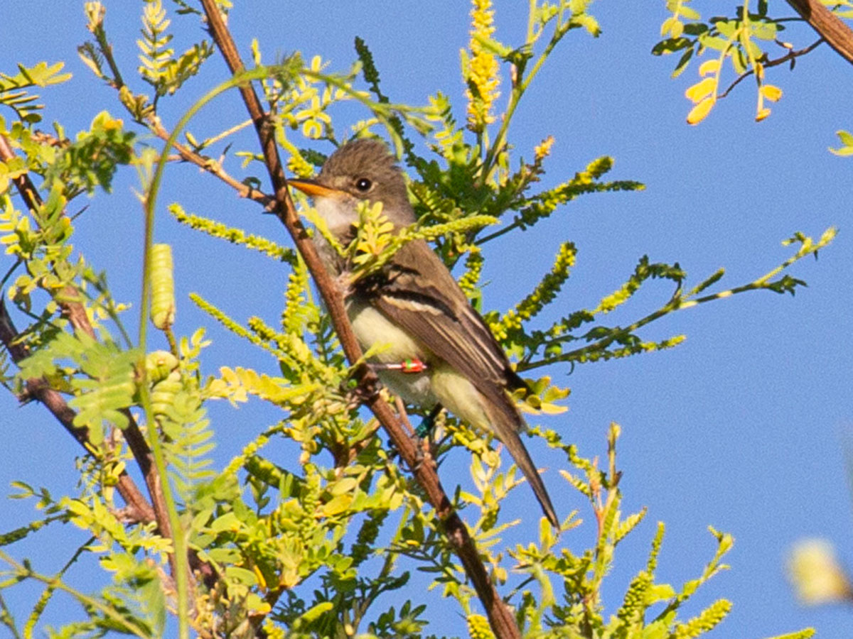 Colored leg bands can be seen on a young southwestern willow flycatcher.