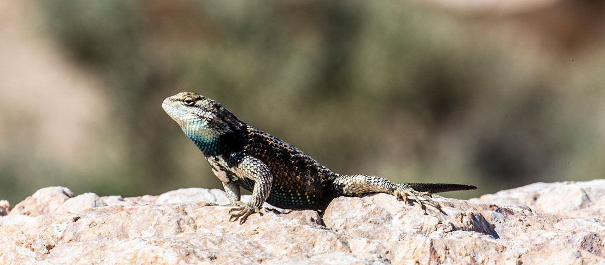 Spiny lizard on rock