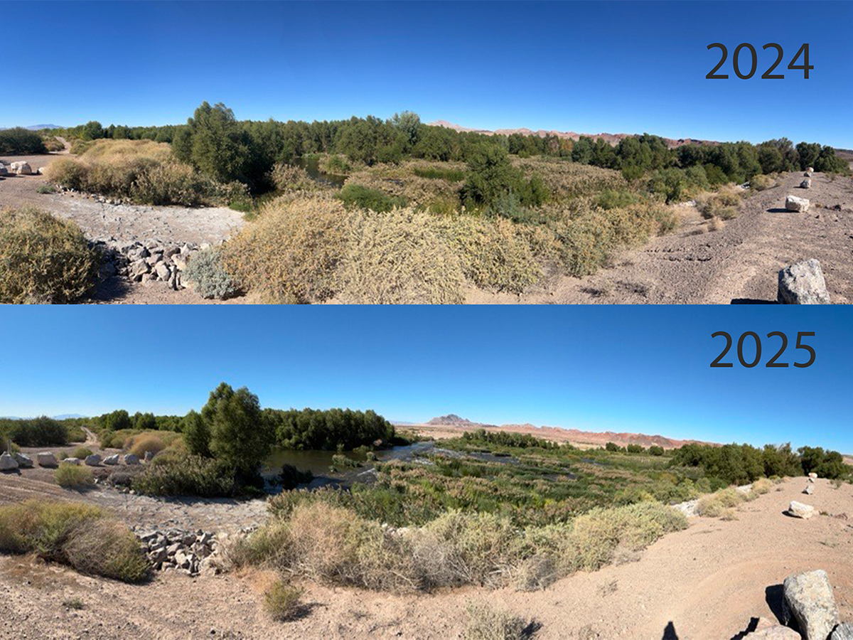Two photos compare a point at the Historic Lateral Weir in 2024 and 2025