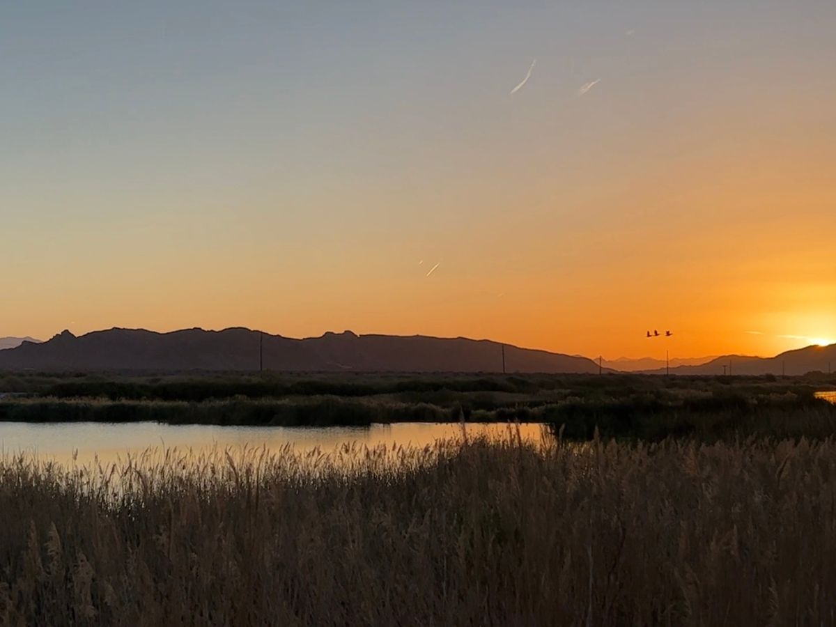 A flock of birds fly across the sky at sunrise at the Las Vegas Wash