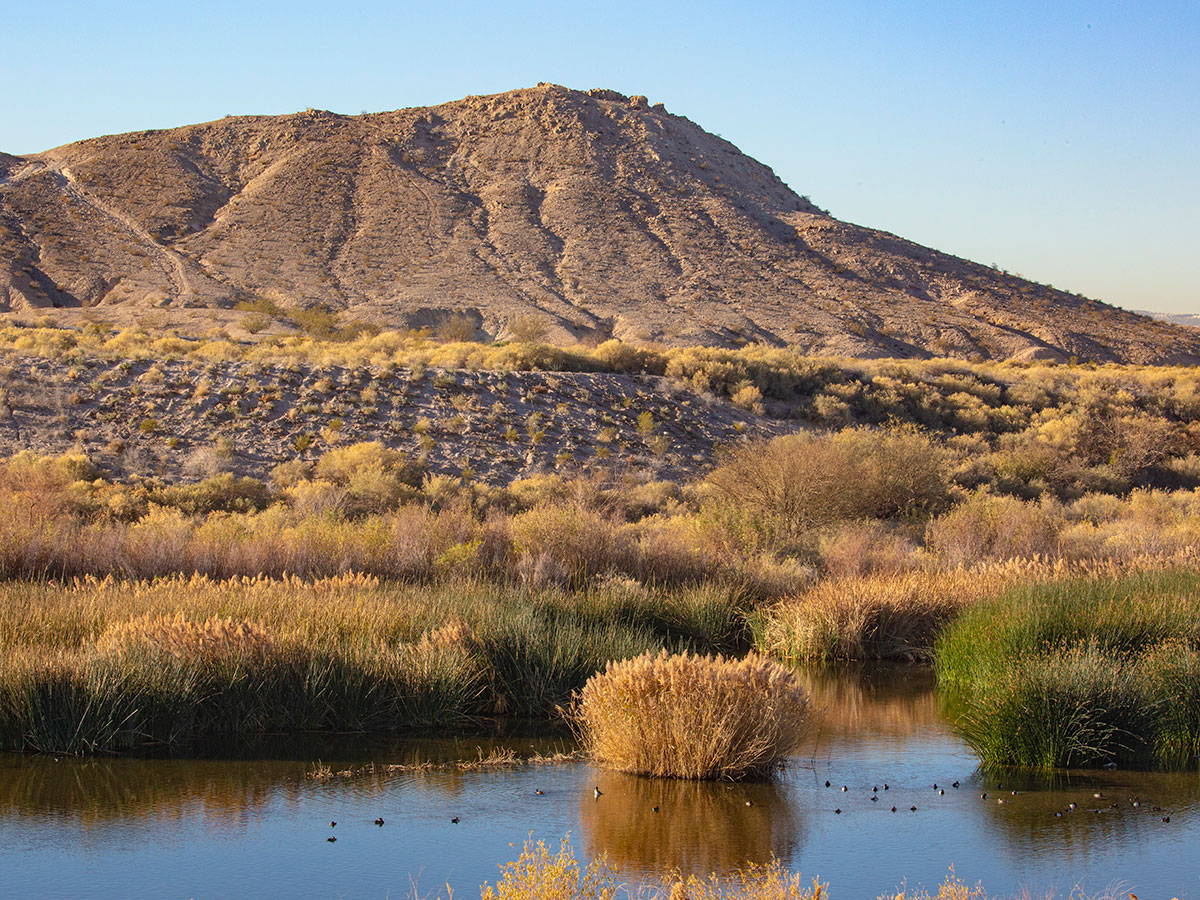 Wetlands at the Las Vegas Wash are in the forefront with a mountain range behind it.