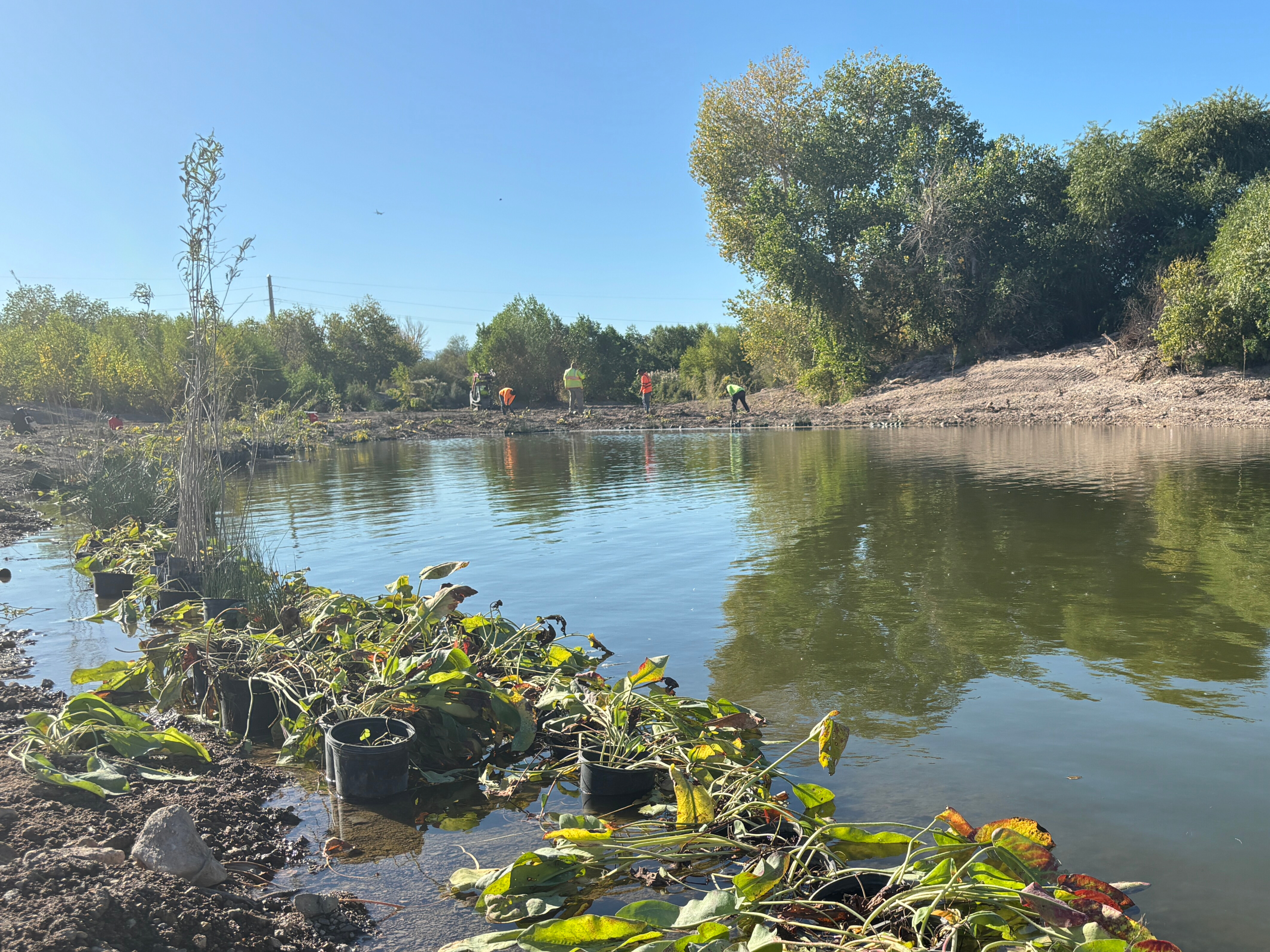 Crews work to install plants along the Las Vegas Wash